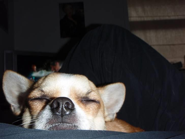 Chihuahua Bucho billede 8