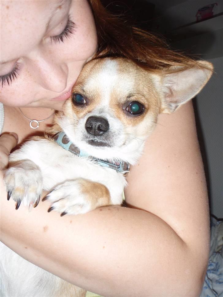 Chihuahua Bucho billede 9