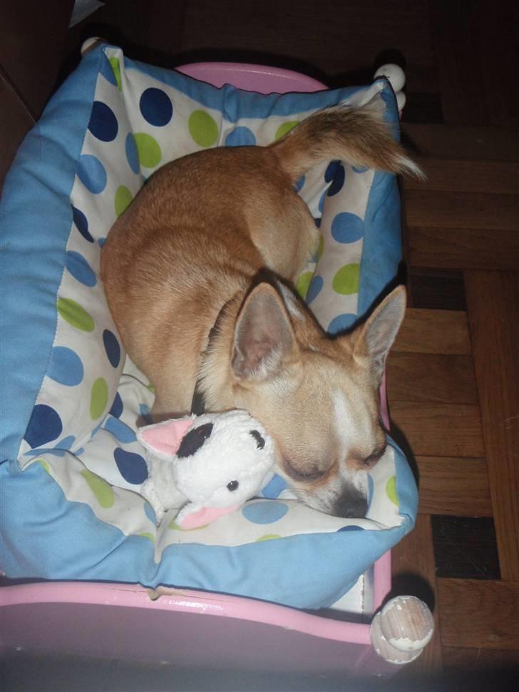 Chihuahua Bucho billede 10