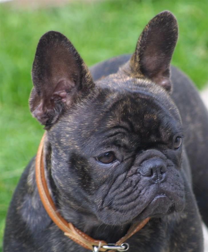Fransk bulldog Anabell billede 9