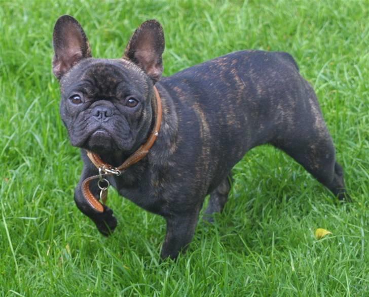 Fransk bulldog Anabell billede 10