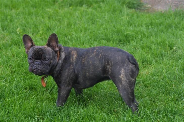Fransk bulldog Anabell billede 11