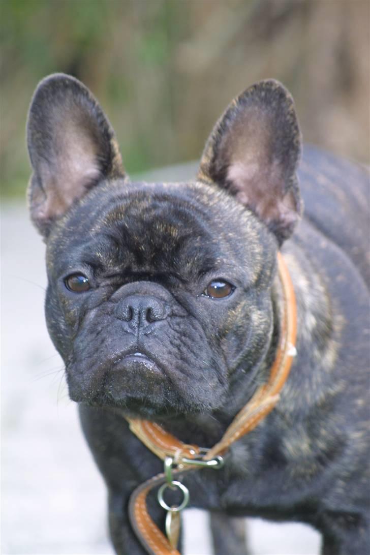 Fransk bulldog Anabell billede 12