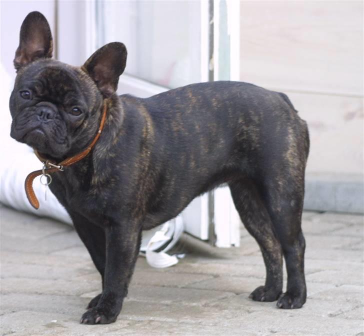 Fransk bulldog Anabell billede 13