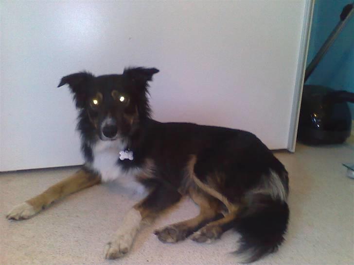 Border collie Rex - jeg er da bare lækker ....  billede 9