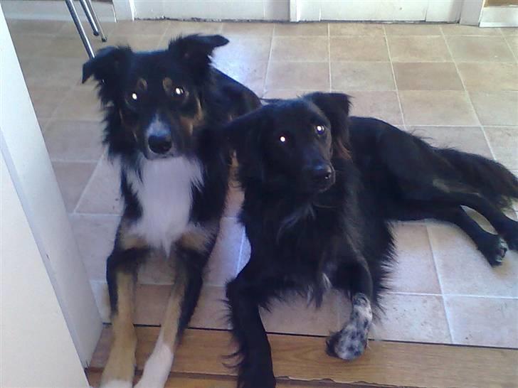 Border collie Rex - Rex og lillebror Micko . vi kan da sagtens ligge stille selvom vi er hyrdehunde ;) billede 10