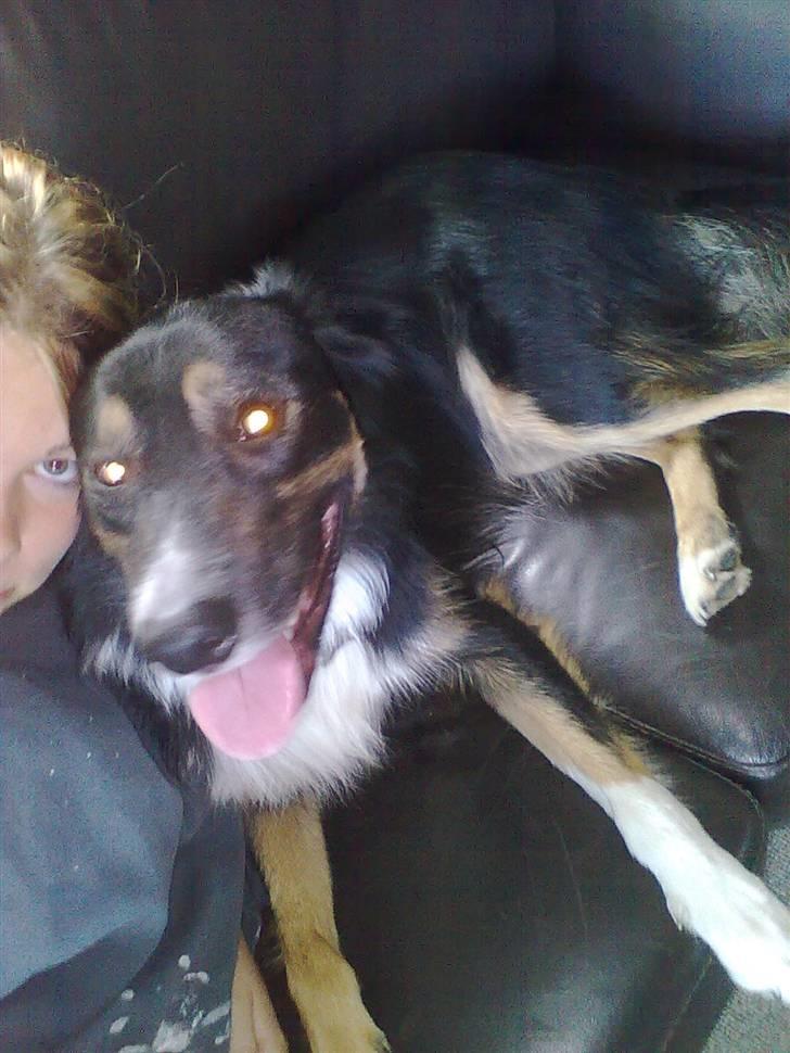 Border collie Rex - SMIIIL mor billede 11