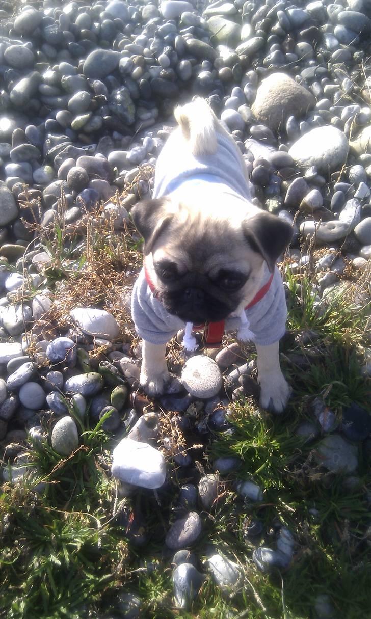 Mops Yasmin billede 7