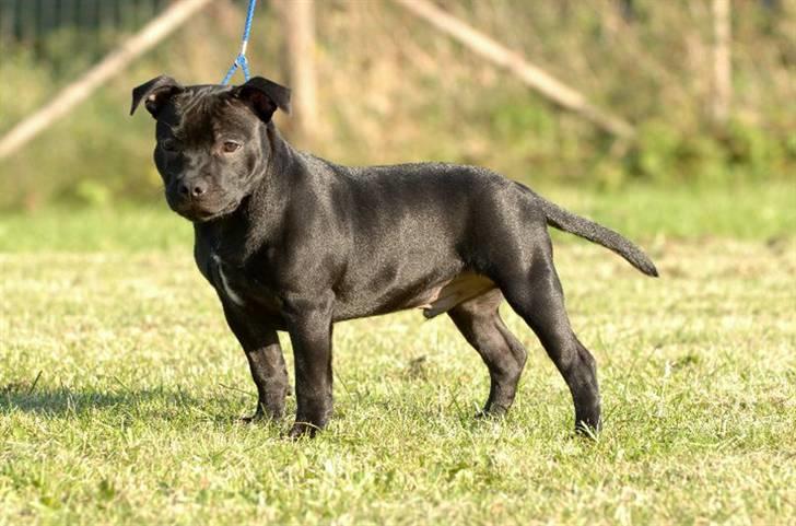 Staffordshire bull terrier **Angelic Staff ENZO** - 17 uger billede 15
