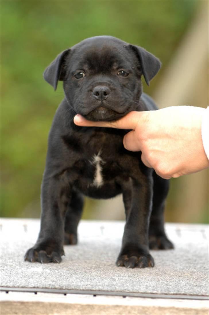 Staffordshire bull terrier **Angelic Staff ENZO** billede 16