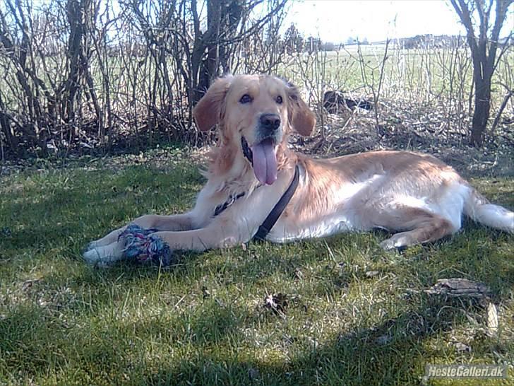 Golden retriever Samson - Godt billede, bare synd at han har sele på og at kvaliteten er så dårlig :-( billede 1