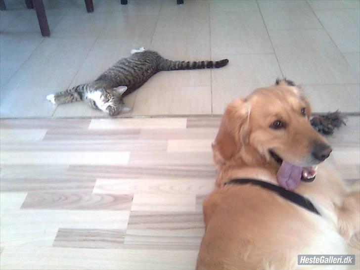 Golden retriever Samson billede 2