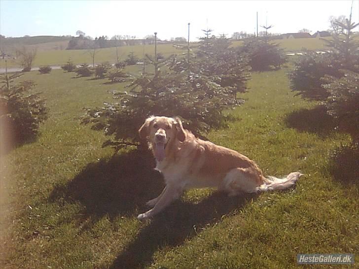 Golden retriever Samson billede 3