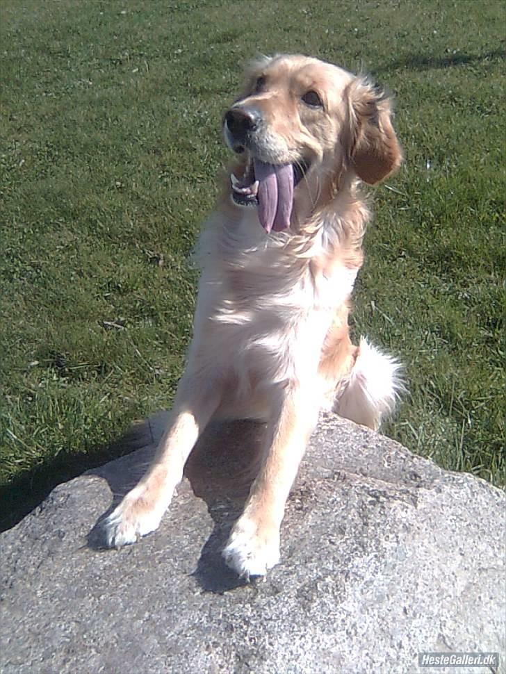 Golden retriever Samson billede 4