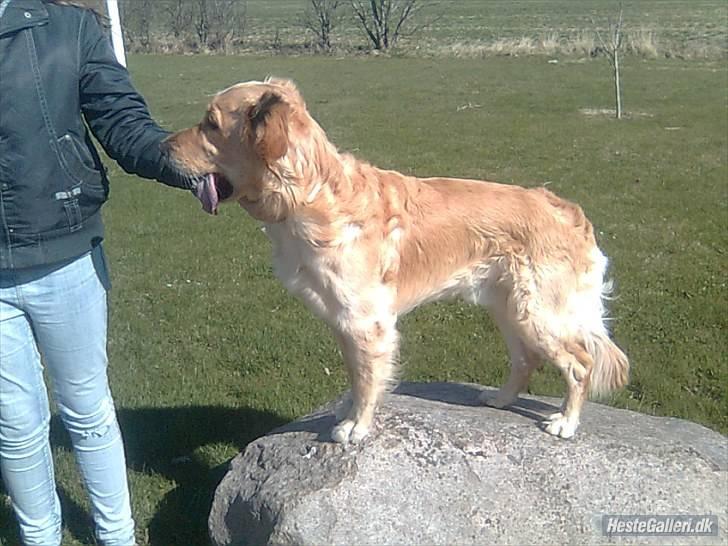 Golden retriever Samson billede 5