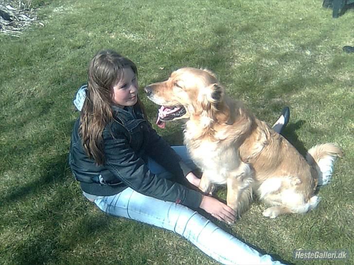 Golden retriever Samson billede 6