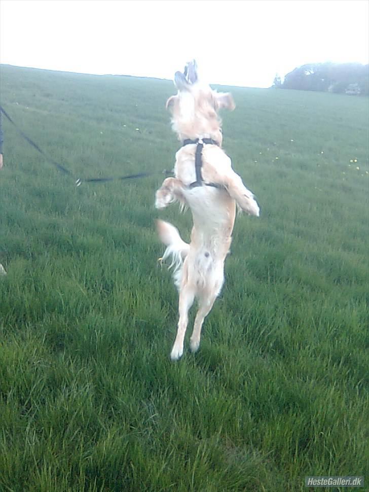 Golden retriever Samson billede 7