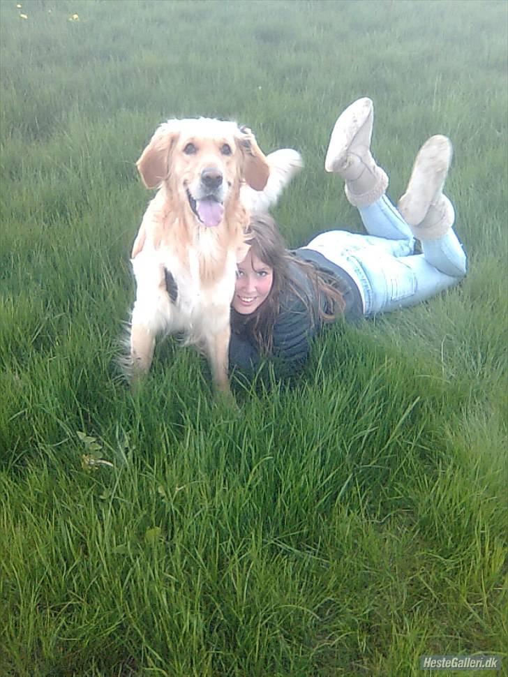 Golden retriever Samson billede 8