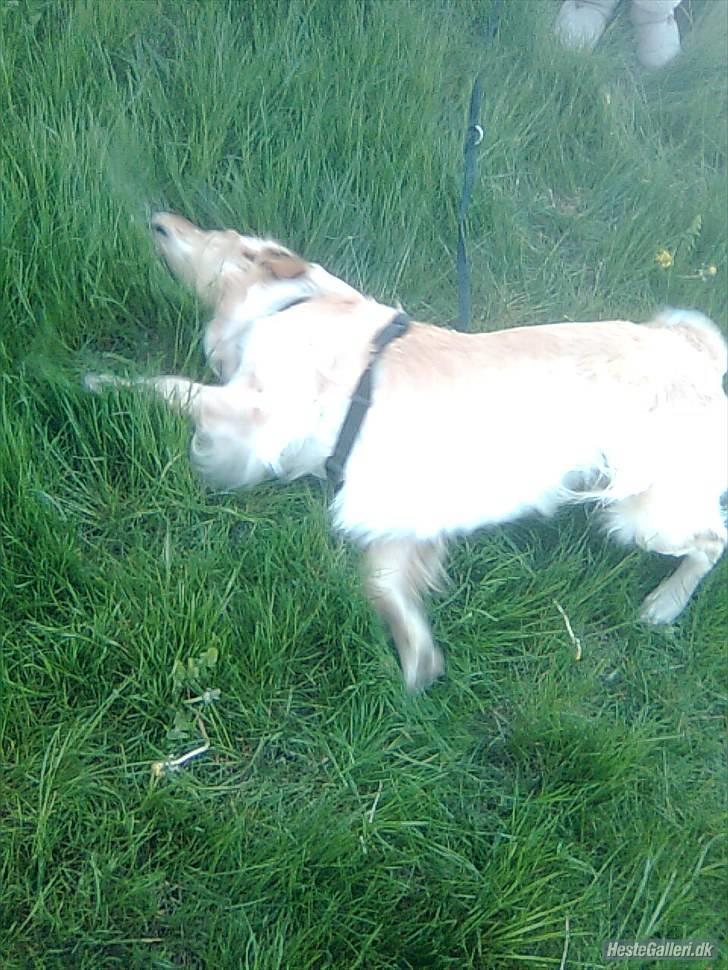 Golden retriever Samson billede 9