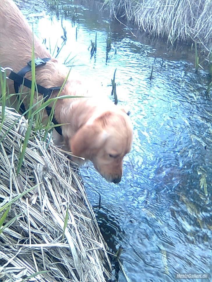 Golden retriever Samson billede 10