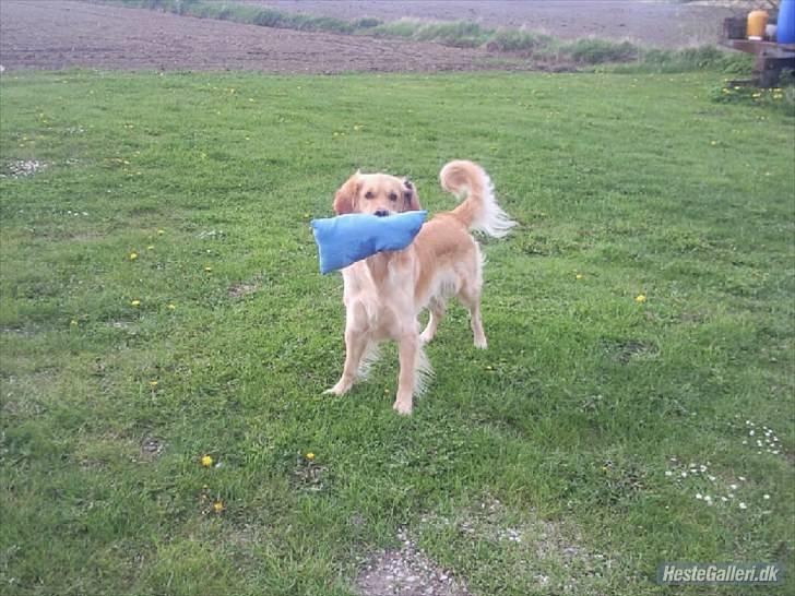 Golden retriever Samson billede 11