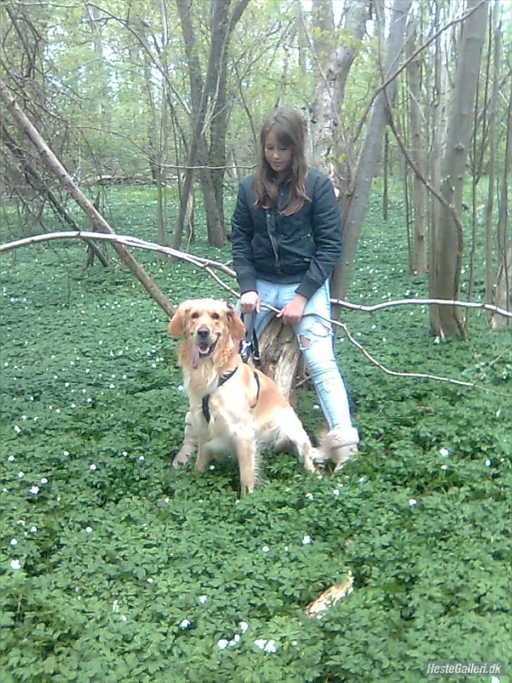 Golden retriever Samson billede 12