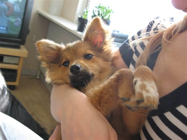 Blanding af racer Laika billede 9