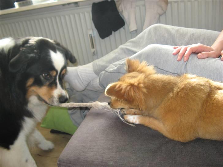 Blanding af racer Laika billede 10