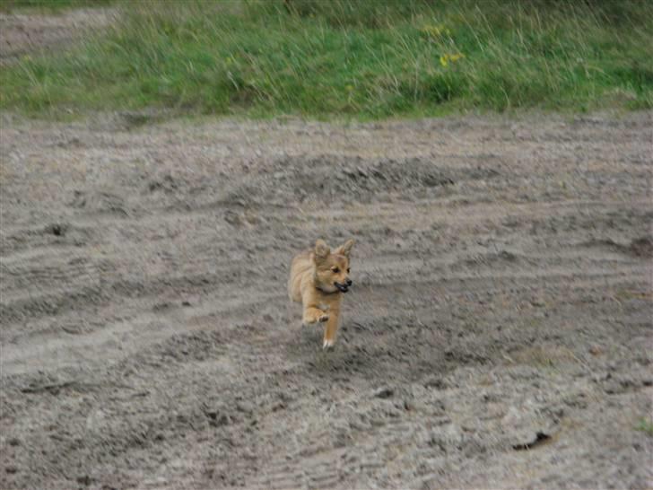 Blanding af racer Laika billede 11