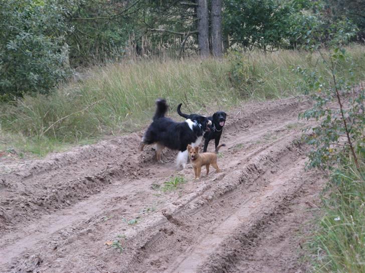 Blanding af racer Laika billede 12