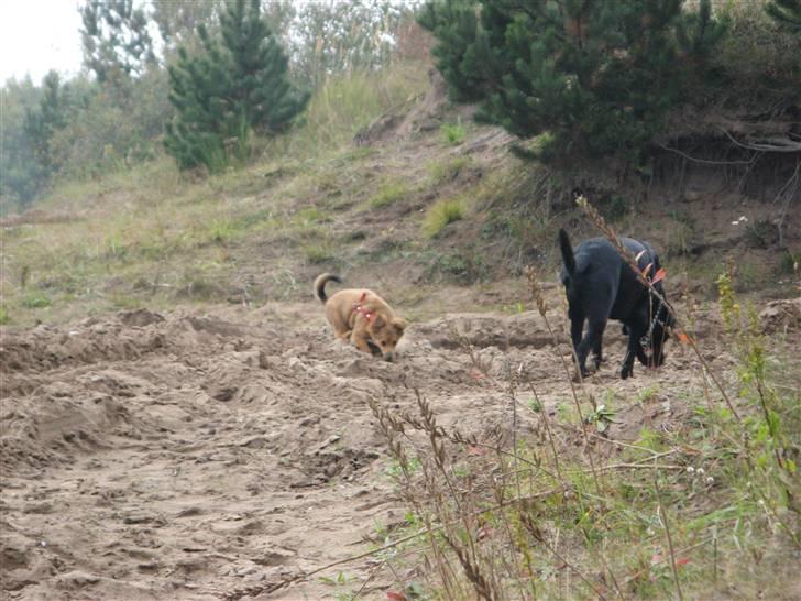 Blanding af racer Laika billede 13