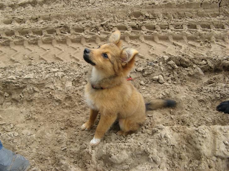 Blanding af racer Laika billede 14