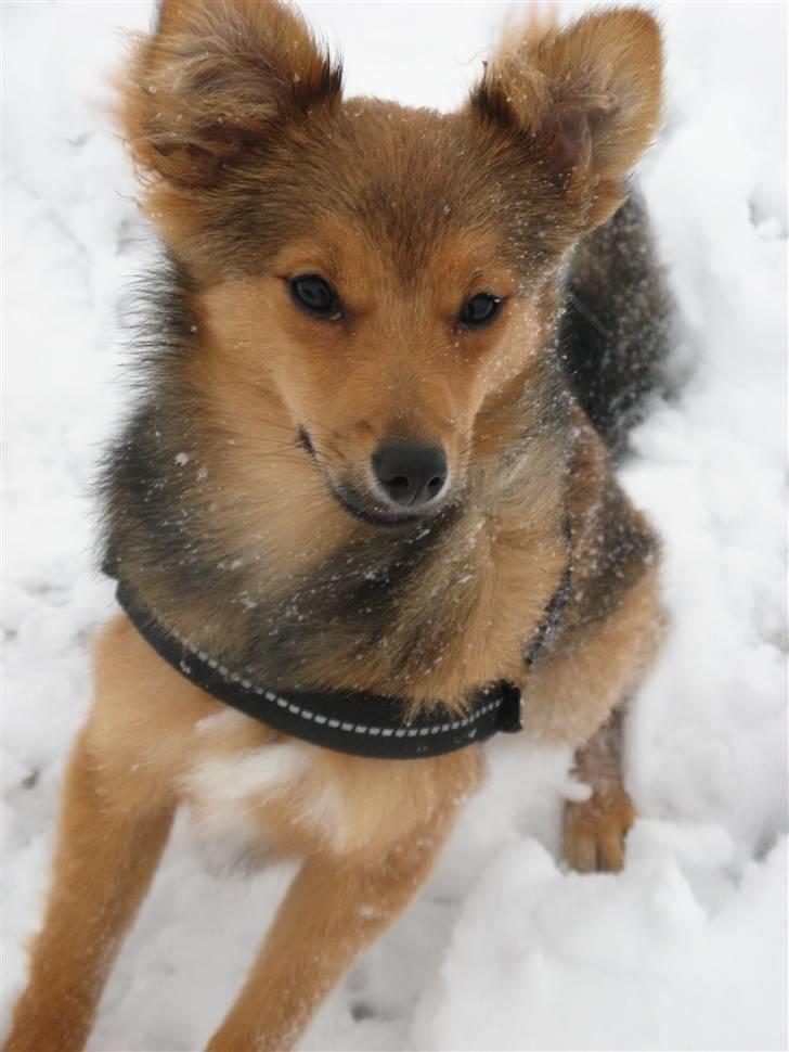 Blanding af racer Laika billede 15