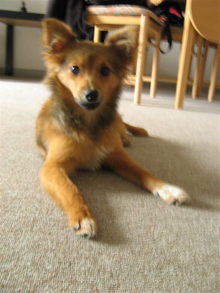 Blanding af racer Laika billede 16