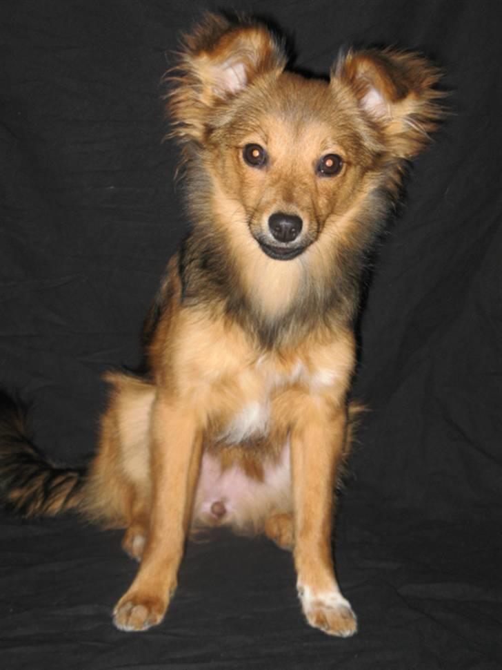 Blanding af racer Laika billede 17