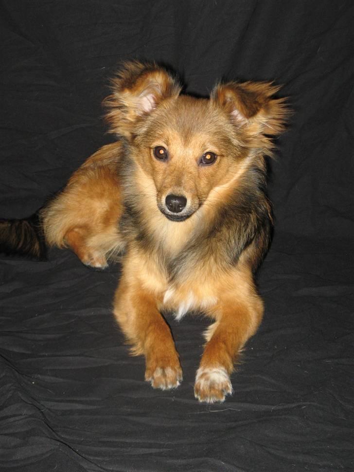 Blanding af racer Laika billede 18