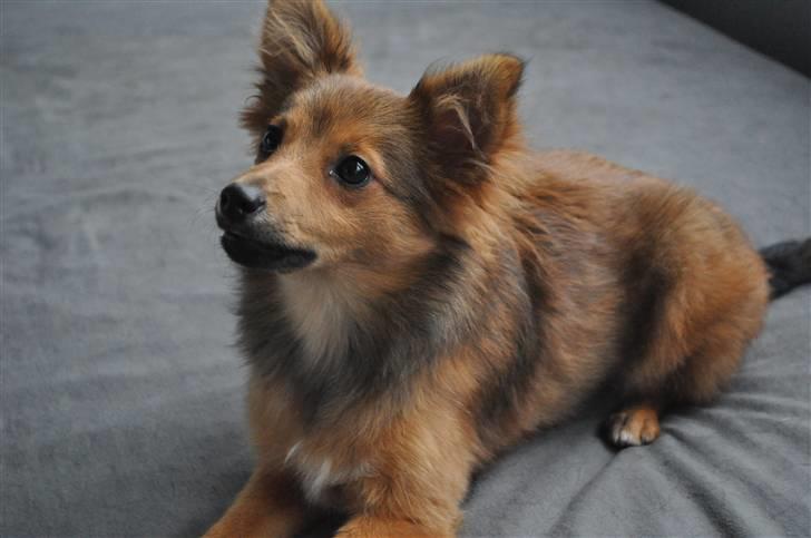 Blanding af racer Laika billede 19