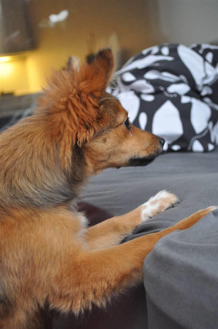 Blanding af racer Laika billede 20