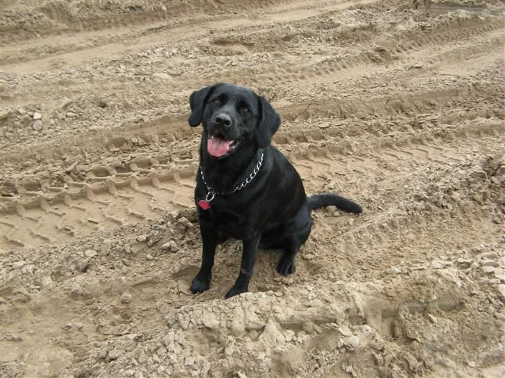 Blanding af racer Maggi billede 13