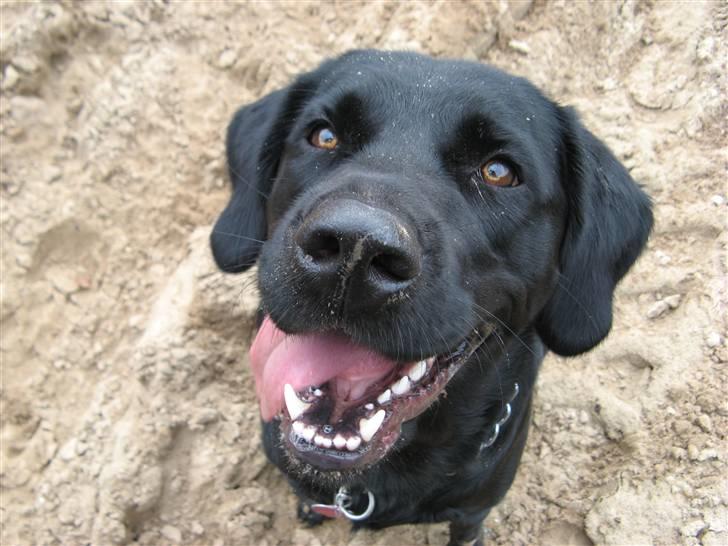 Blanding af racer Maggi billede 14