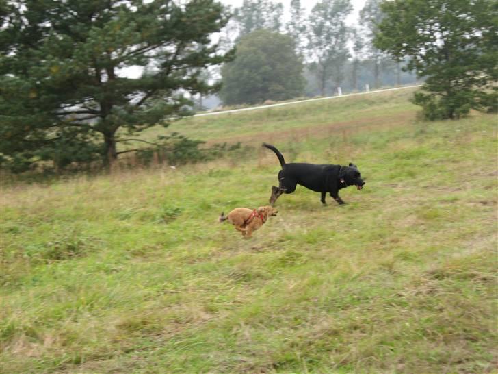 Blanding af racer Maggi billede 15