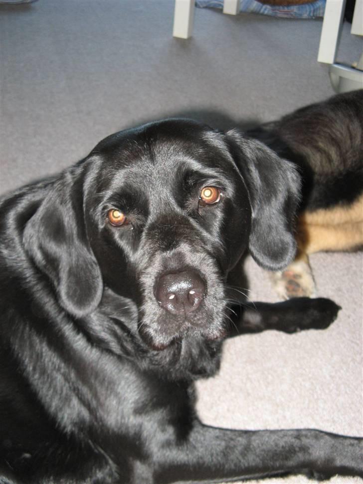 Blanding af racer Maggi billede 16