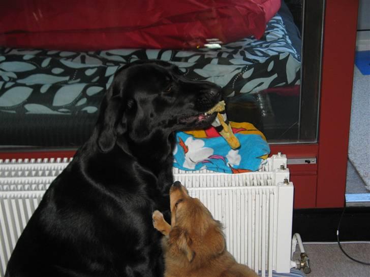 Blanding af racer Maggi billede 17