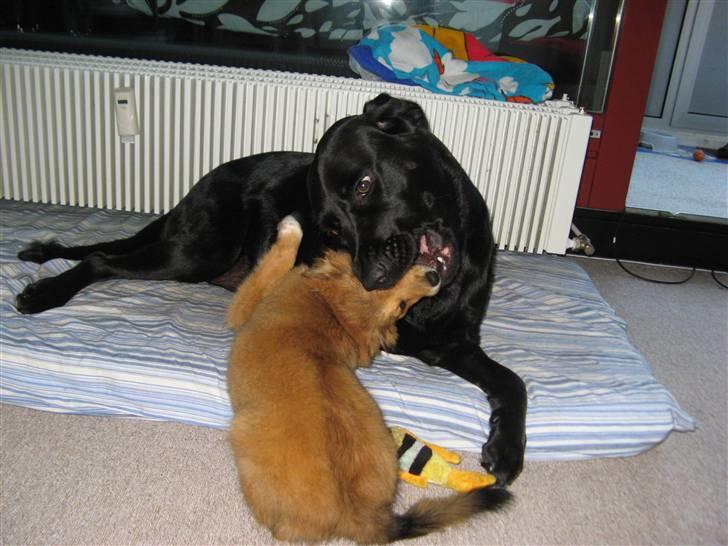 Blanding af racer Maggi billede 18