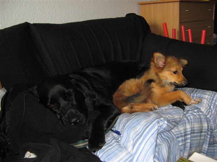 Blanding af racer Maggi billede 19