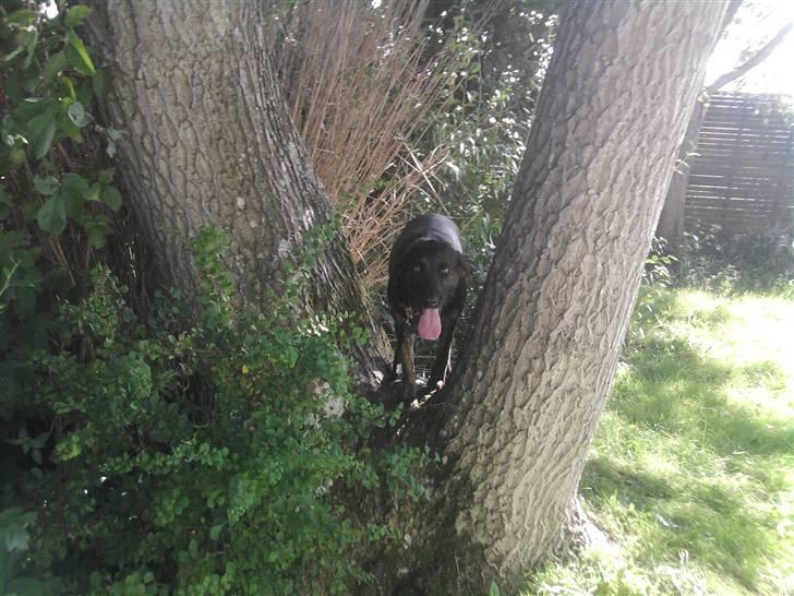 Blanding af racer dooley - jeg ser ud som en ulv billede 2