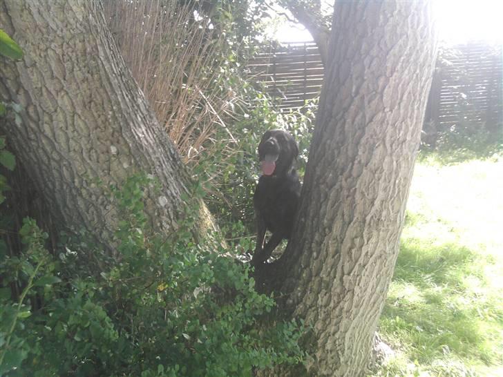 Blanding af racer dooley - kuk kuk billede 3