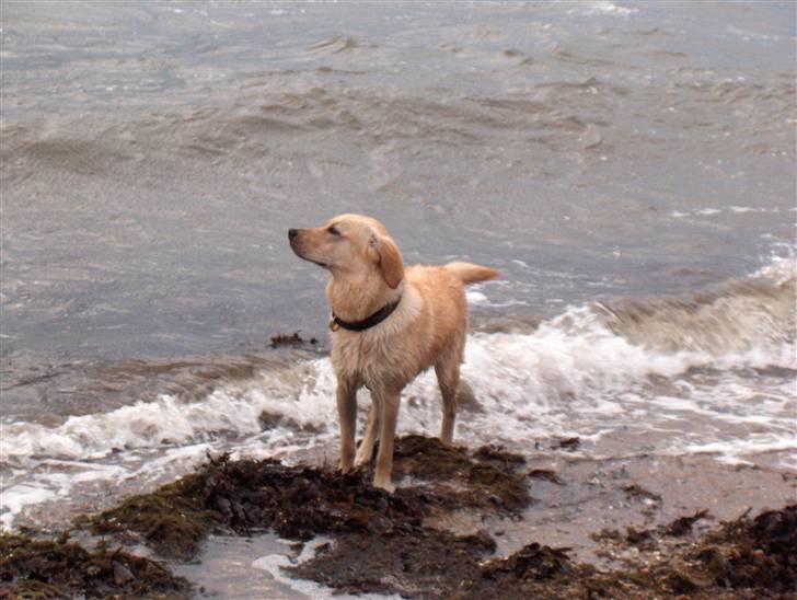 Blanding af racer Gizmo (Golden/labrador) - En tur ved vesterhavet billede 6