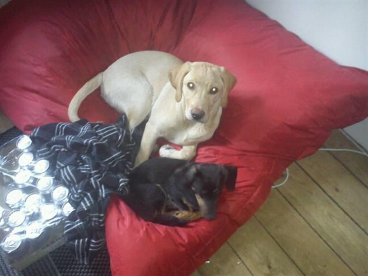 Gravhund gigi billede 7