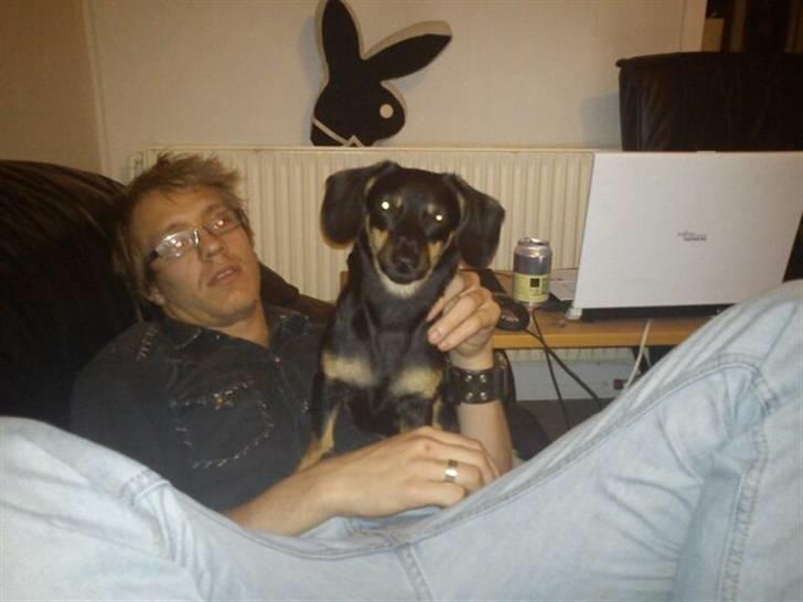 Gravhund gigi billede 8